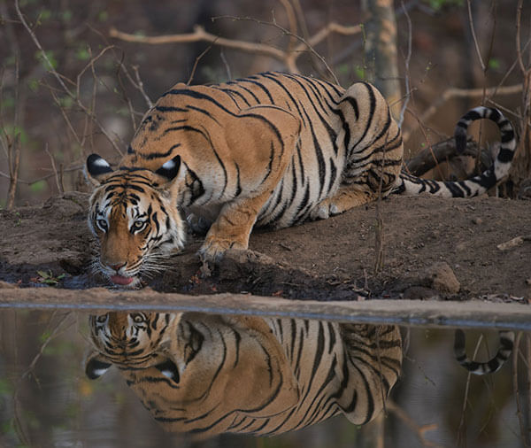 rukhad tiger reserve