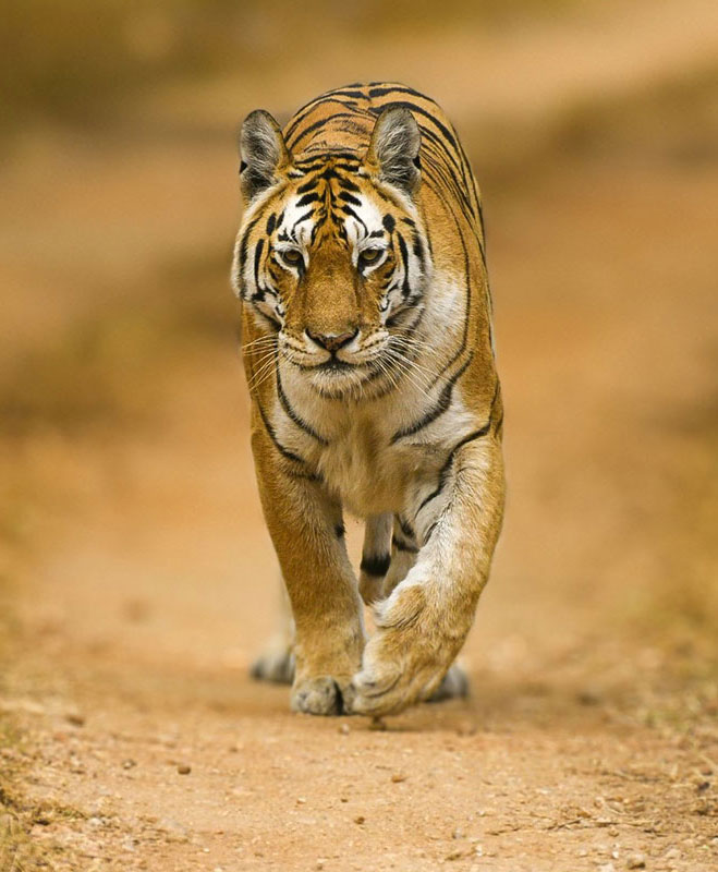 tadoba andhari tiger reserve