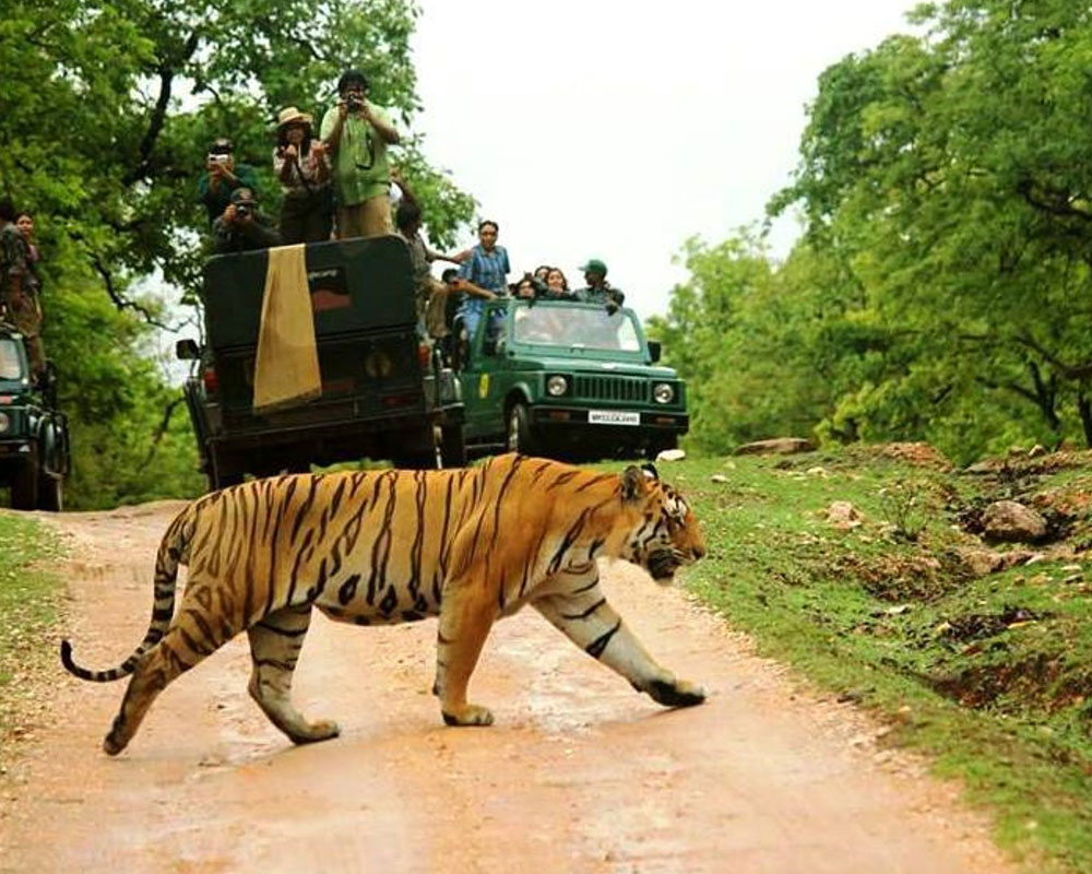 top 5 tiger safari in india