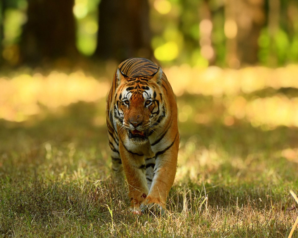 tiger safari india cost