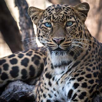 leopard in india
