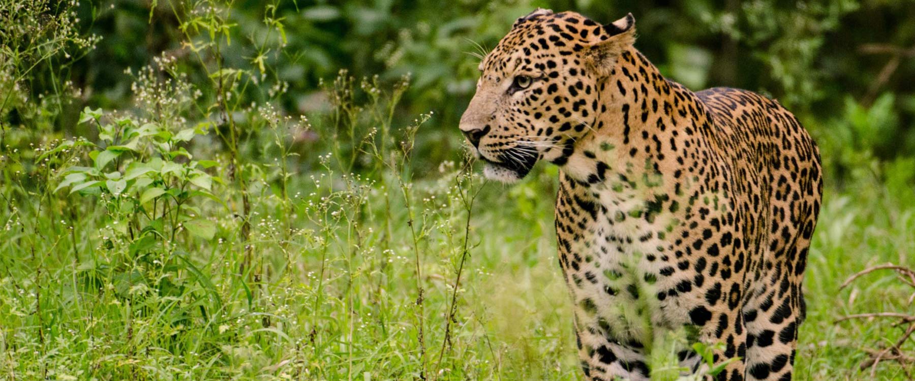 luxury tiger safari in india