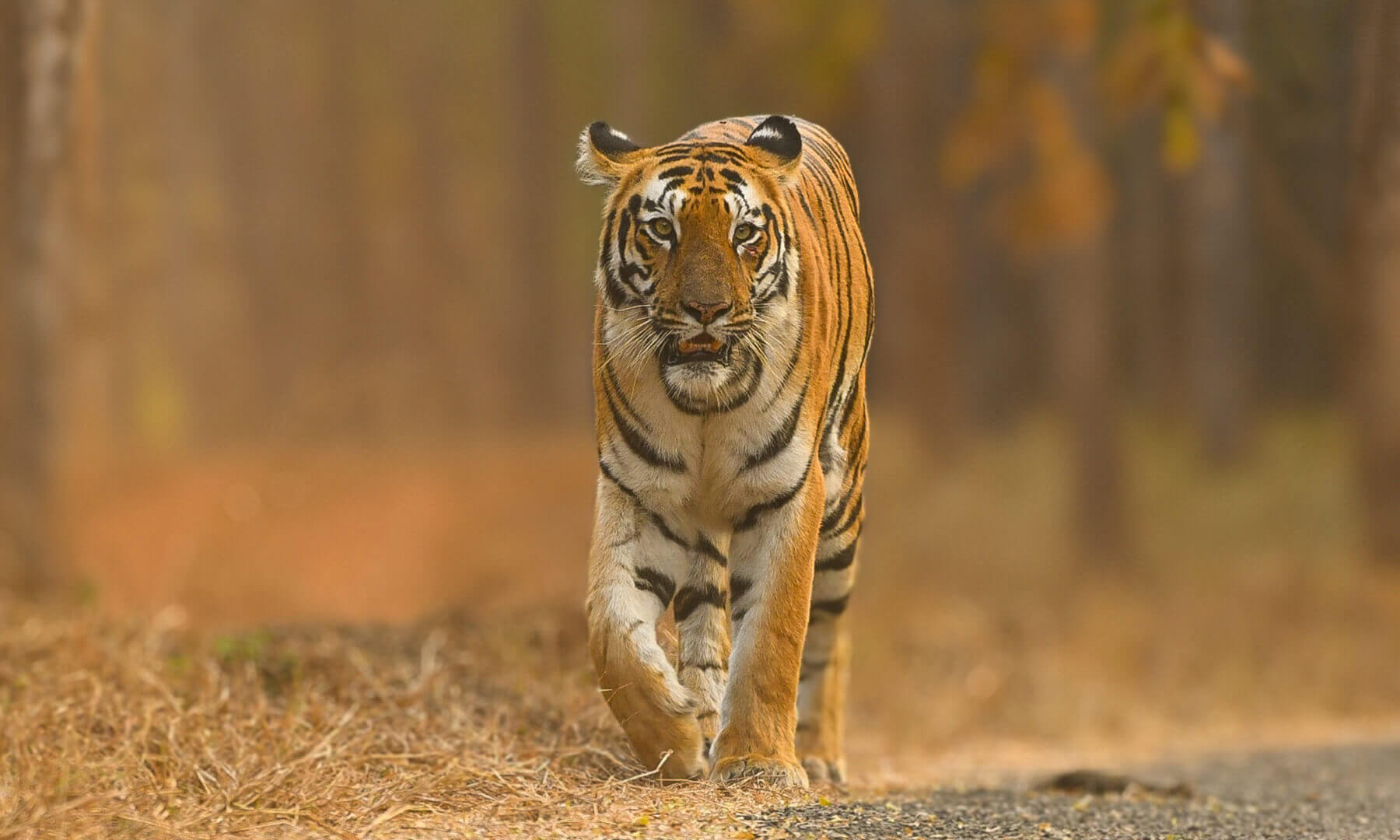 tiger reserve in maharashtra
