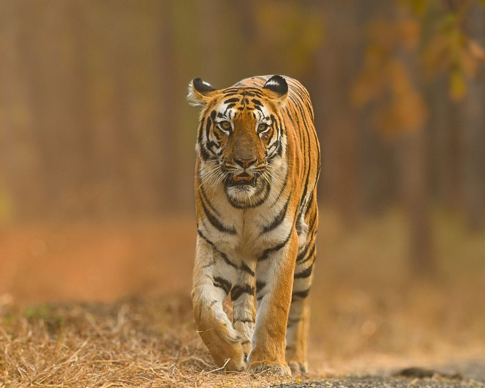 tiger safari tour