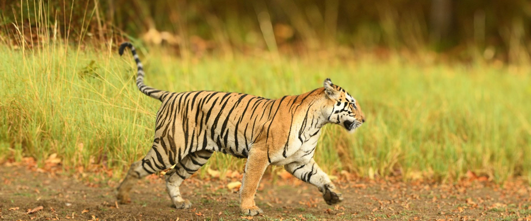 tiger reserve in maharashtra