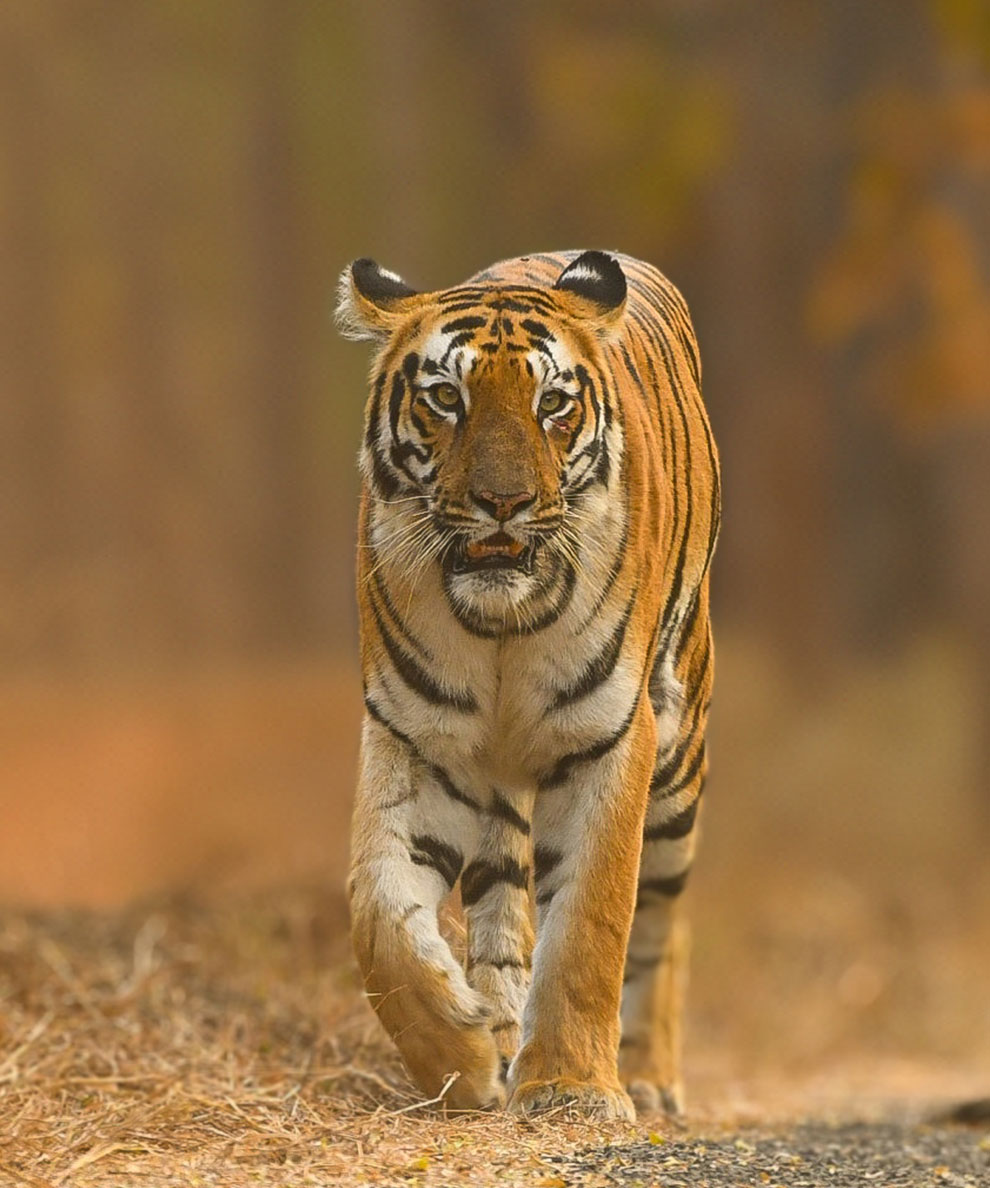tiger trails in india